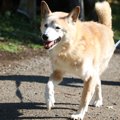 犬の歩行に支障をき…