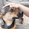迷子の犬を見つけた…
