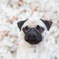 犬が幻滅している『…