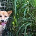 保健所に収容された…