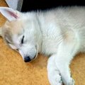 大きい犬を飼うのが…
