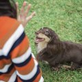 何故犬のトレーニン…