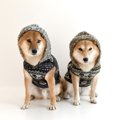犬が冬に水を飲まな…