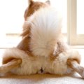 犬の『おなら』が臭…