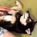 犬が突然パニックに……