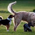犬が人のおしりを嗅…