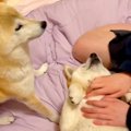 犬たちと『手術ごっ…