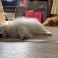 【爆笑】休日の朝っ…