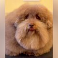 『超モフモフな犬を…