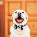 愛犬に『幸せ』をた…