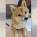 家庭教師をする柴犬…