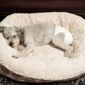 犬にオムツはどんな…
