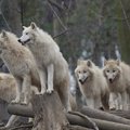 オオカミは犬よりも…