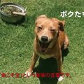 沖縄★止らない迷い犬…