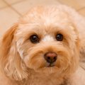 犬が『クーン』と鳴…