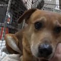 犬はトレーラーハウ…