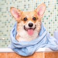 犬が病気になること…