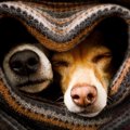 秋に注意すべき『犬…