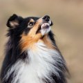 犬に敵対心を抱かれ…