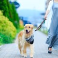 犬を飼うと困る５つ…