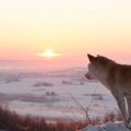 最後の愛情表現。死…