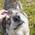 犬にモテまくる人の…