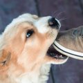 犬の甘噛みはいつま…