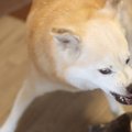 放置は禁物！犬の『…