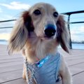 4年半もの間『繁殖犬…