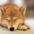 犬が寝ているときの…