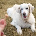 犬の足腰が弱ってき…