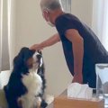 大型犬が『おじいち…