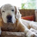 動物病院で行われる…