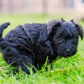 実は犬のウンチが道…