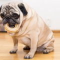 犬が急に太ってしま…