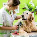 犬の美容院の選び方…