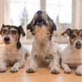 犬の本音がわかる『…