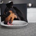 犬がする「腹ぺこサ…