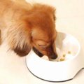 犬の過食の原因と対…