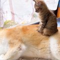 柴犬のおうちに『赤…