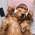 犬が喜ぶ『音』５選…
