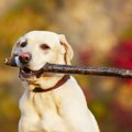 犬が木の棒で遊ぶの…