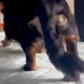 オヤツを持ったまま…