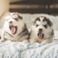 眠いのかな？犬のあ…