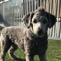 ダップーはどんな犬…