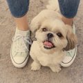 犬が人間の股に潜り…