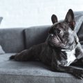 犬はアクセサリーじ…