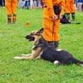 犬の訓練士になるに…