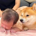 犬の前で『赤ちゃん…