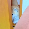 風邪を引き寝込んで…